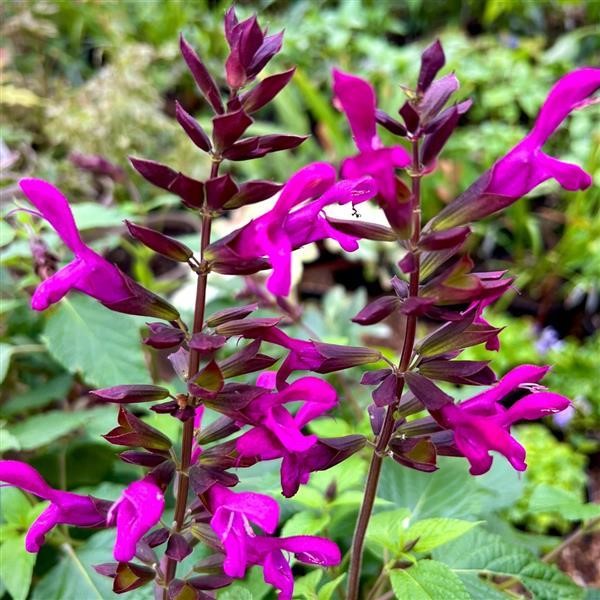 SUNKISS® Berry Blast Salvia, Anise Sage - Purple Flowers or Flower